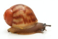 Archachatina marginata egregia Cameroon typ 2b juvenil